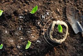 Микроэлементы для растений: залог здорового роста и качественного урожая
